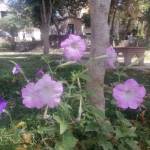 SD DEV profile picture