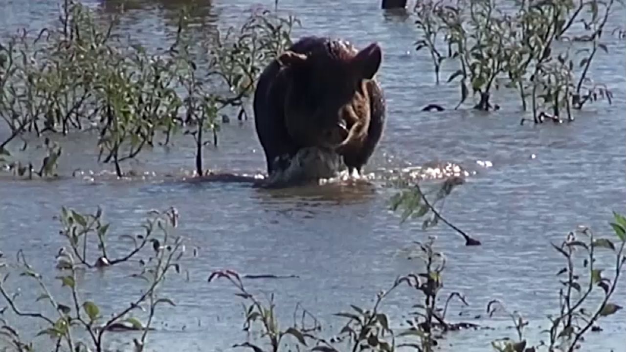 GHC #2 - 160kg Boar