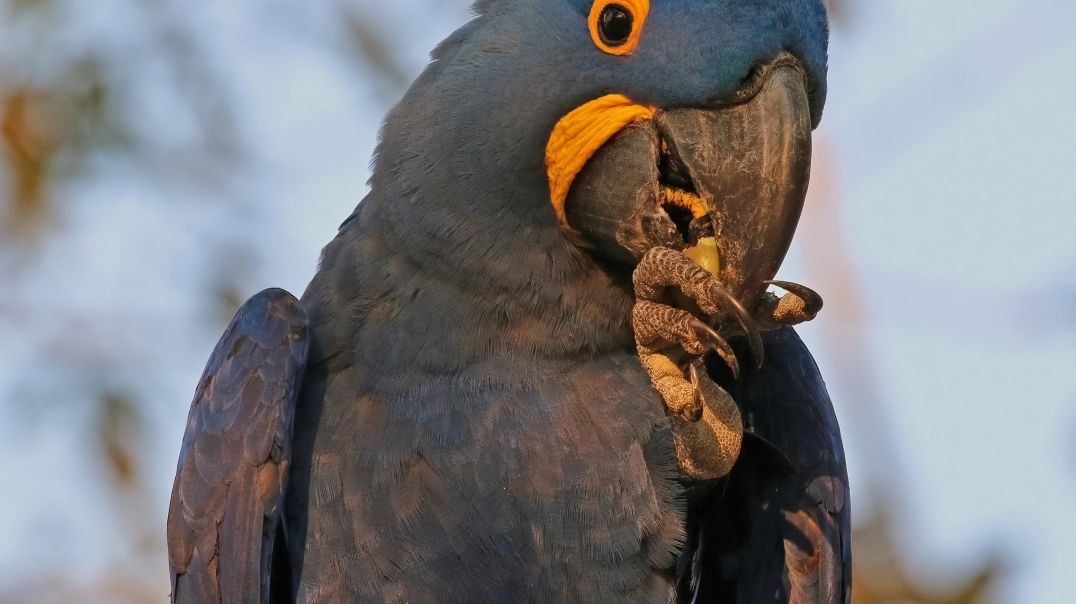 OPtmus pramae